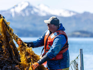 Kodiak Island Sustainable Seaweed owner, Nick Mangini, harvests sugar kelp (saccharina latissima) from his kelp farm off the coast of Woody Island, Alaska.