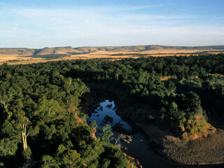 forest in kenya