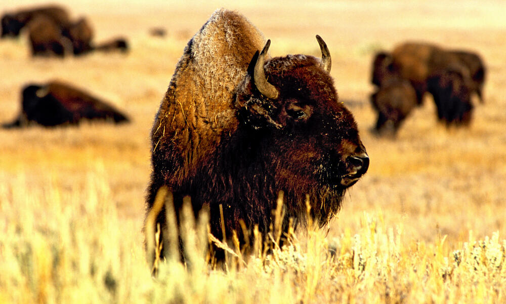 Bison