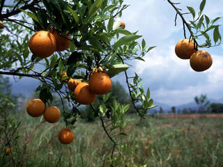 oranges on a tree