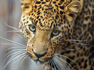 Amur Leopard