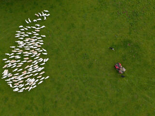 Aerial photo of herd of sheep in cluster near farmer with tractor and dog