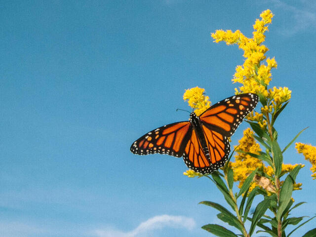 Monarch portrait against a blue sky