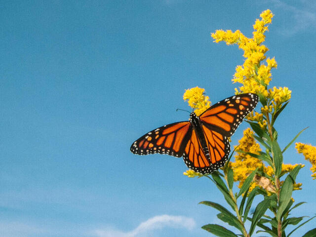 Monarch portrait against a blue sky