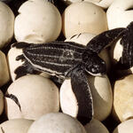 baby turtle on eggs