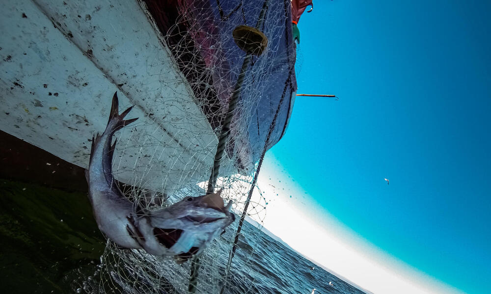 Pulling up fishing nets.