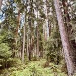 tall trees in a forest