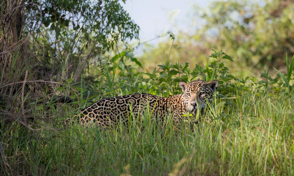 A jaguar in the forest