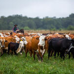 Herding cattle at El Cachepé Ranch and Wildlife refuge. La Eduvigis, Gran Chaco region, Northern Argentina.