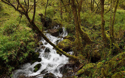 a waterfall in a forest