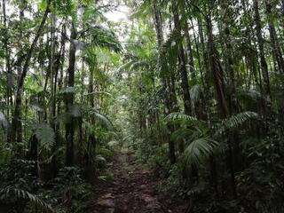 Pristine jungle, Atlantic Forest, Brazil