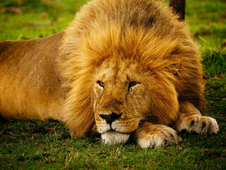 A lion lies on the grass under the rain