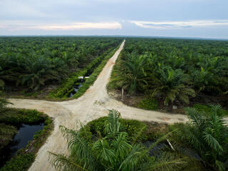 palm oil plantation