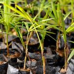 small tree seedlings