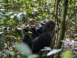 Western lowland gorilla silverback