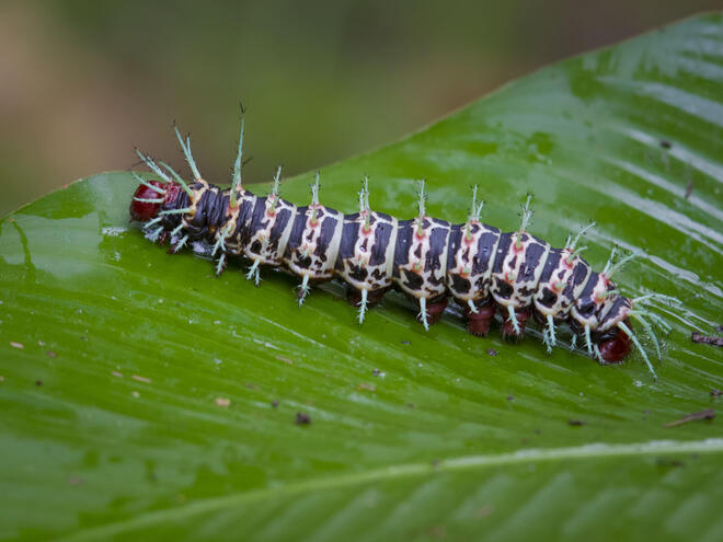 caterpillar on leaf