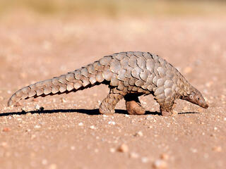 Pangolin walking along ground