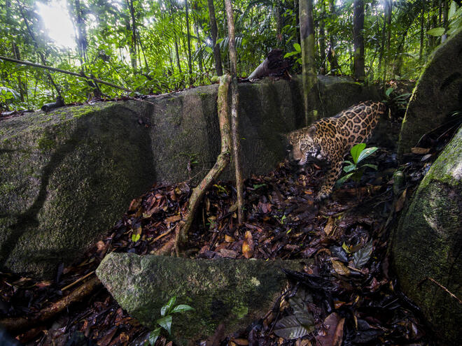 jaguar WW2120939 Emmanuel Rondeau