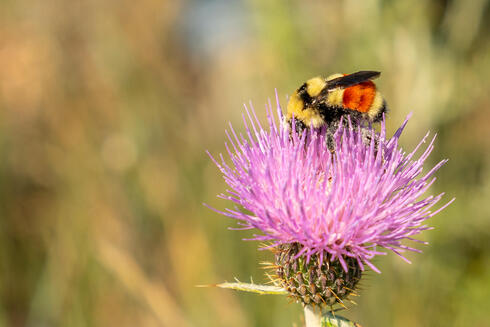 a bee resting on a flower