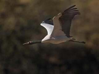 A large white and black bird flying