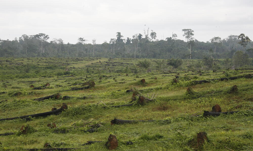 Coastal tropical rainforest