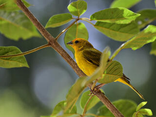 Saffron finch in tree, Atlantic Forest, Brazil