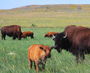 bison and calf