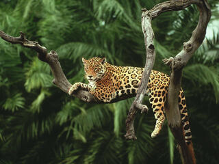 Jaguar lies on a branch in a tree