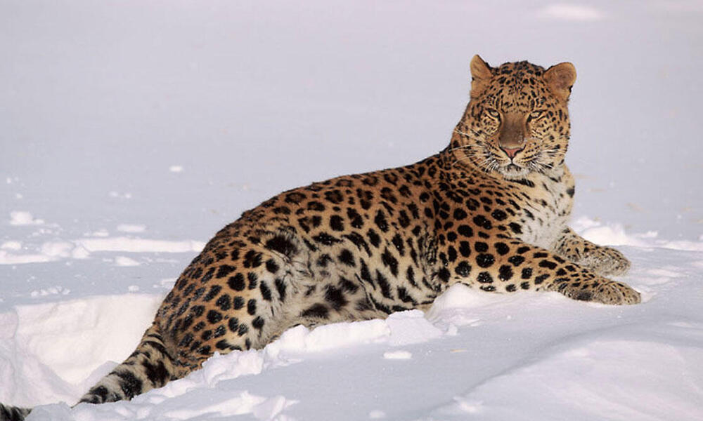 Amur Leopard