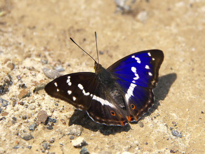 purple emperor butterfly