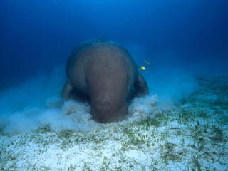 Dugong, Coastal East Africa