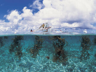 Seaweed farming in the Philippines