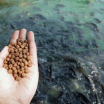 a person holds feed pellets over a group of fish in a pond