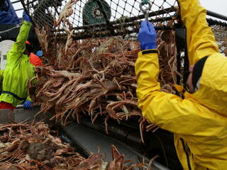 pulling in crab pot