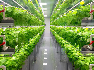 Plants growing indoors on racks