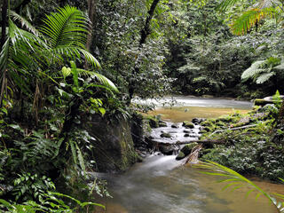 Stream of water surrounded by forest at Figueira trail, Carlos Botelho State Park, São Paulo, Brazil.