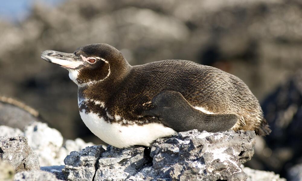 Galápagos penguin