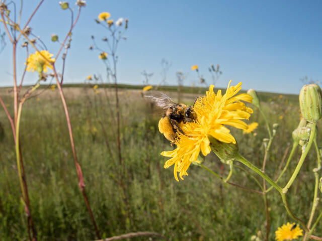 A sunflower bee pollinates a yellow flower