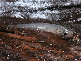 mangrove rivulus on log