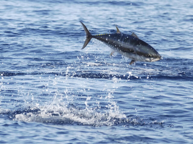 Atlantic bluefin tuna