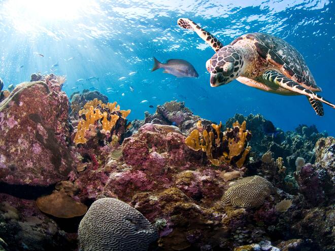 Hawksbill turtle (Eretmochelys imbricata). Roatan, Bay Islands, Honduras, Central America.