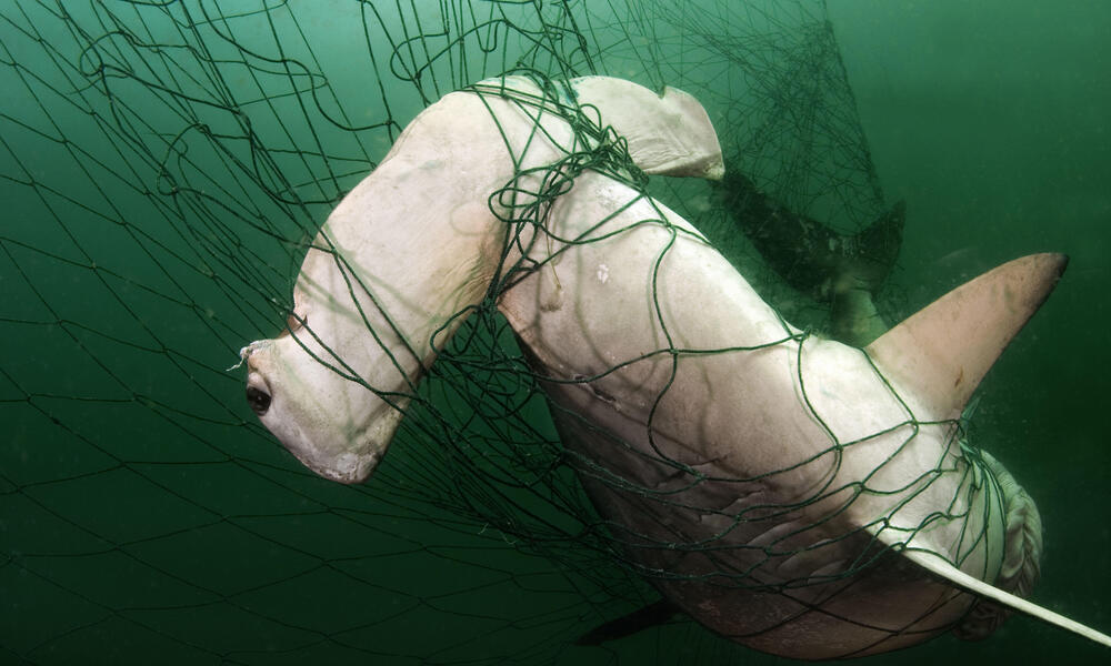 Hammerhead shark caught in a gillnet