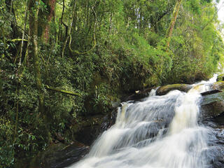 Waterfall in a green jungle