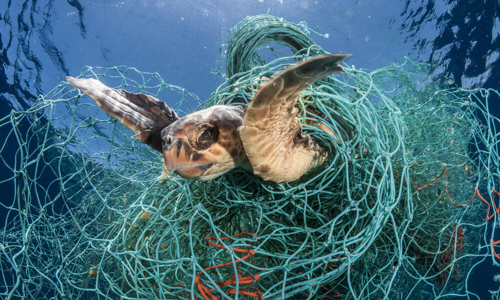 Loggerhead turtle (Caretta caretta) trapped in an abandoned drifting net, Balearic Channel, Mediterranean sea.