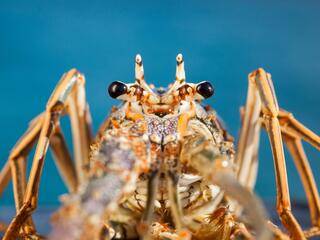 Spiny Lobster