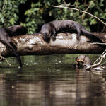 Giant otter Playing on a fallen tree along the shore of an oxbow lake