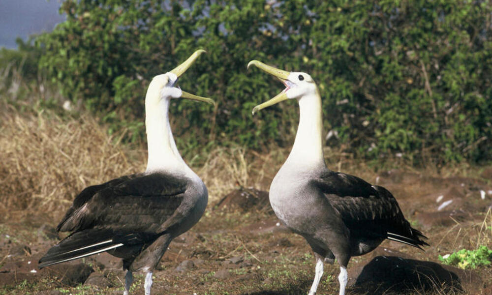 Waved albatross