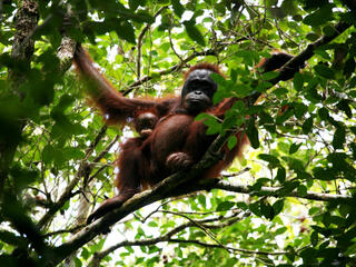Bornean Orangutan