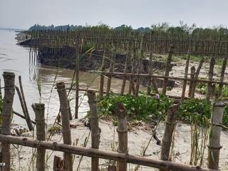 Bamboo bundling sits on a green riverbank in Bangladesh