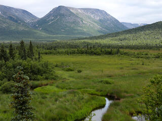 A stream runs through tall grass with a mountain in the background on a gray day